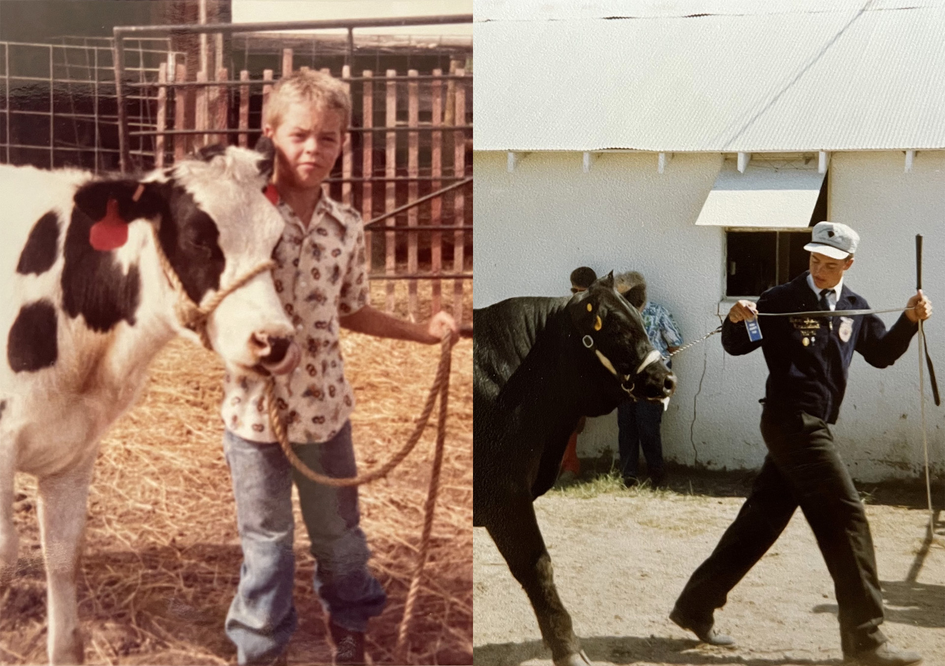Side-by-side photos of a little boy with a cow and the same boy in high school leading a cow