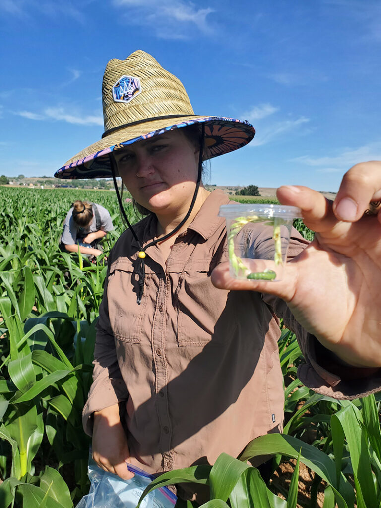 A woman in a straw hat stands in a cornfield, holding a see-through plastic container with a worm inside