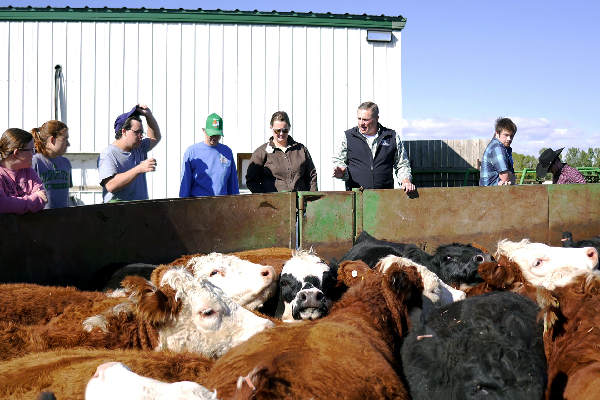 RAM Scholars learn about the curved chute full of cows at the Agriculture and Research, Development and Education Center outside Fort Collilns.