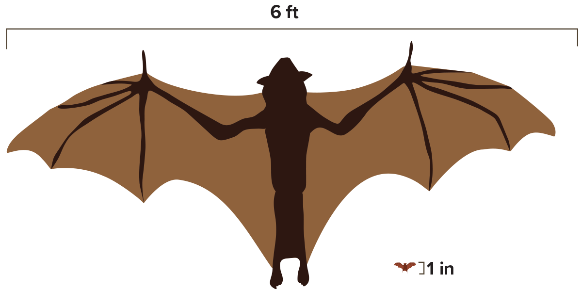 Bat wingspan graphic