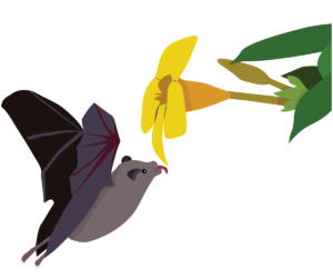 Bat flying up to a flower