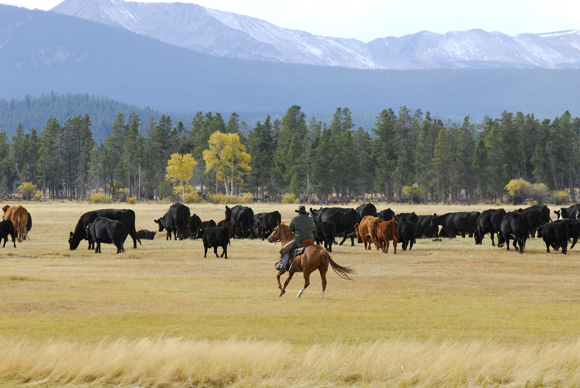 Rancher on horseback herding cattle in Rocky Mountains. ellow Aspen trees in the distance.