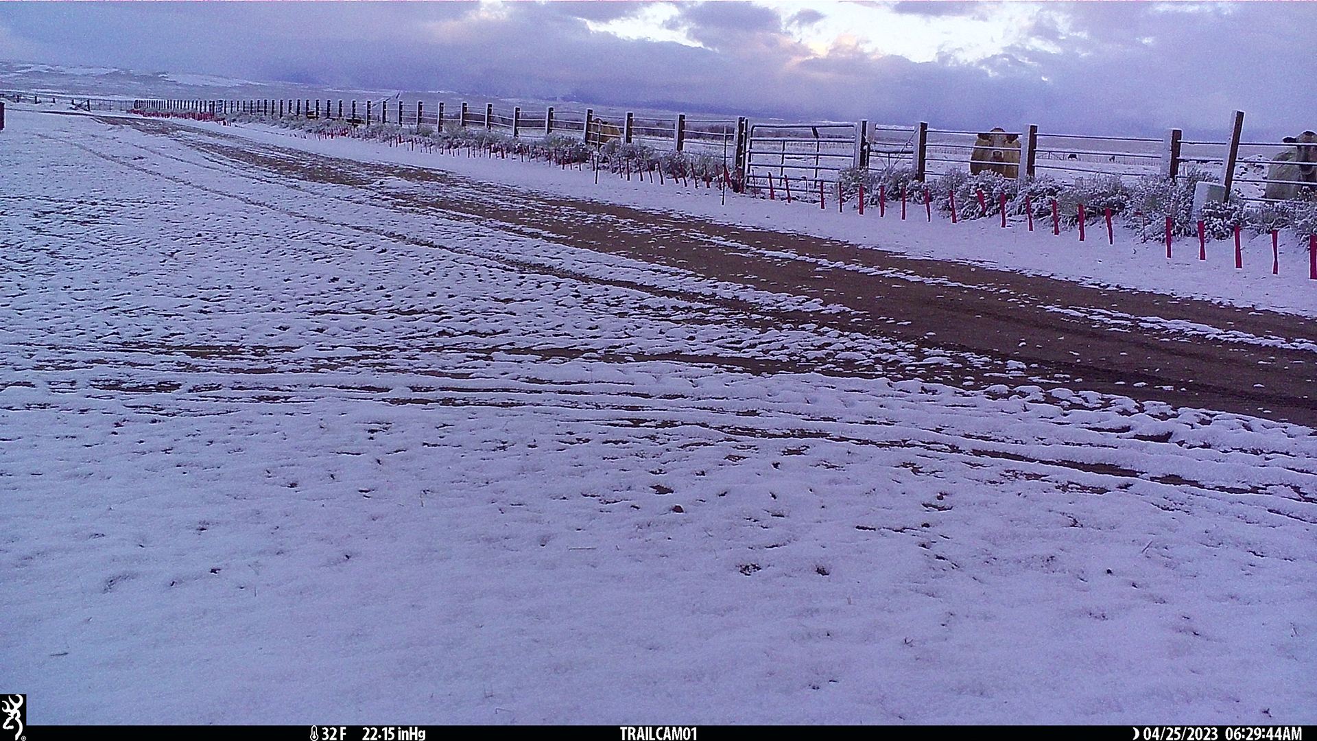Trail camera photo of cattle behind a fence and line of flags at dawn. Snow is on the ground.