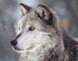 closeup photo of a wolf's face as snow falls 