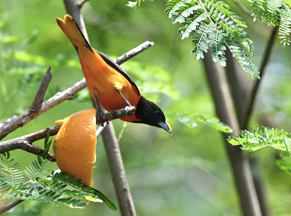 Orange bird in a tree
