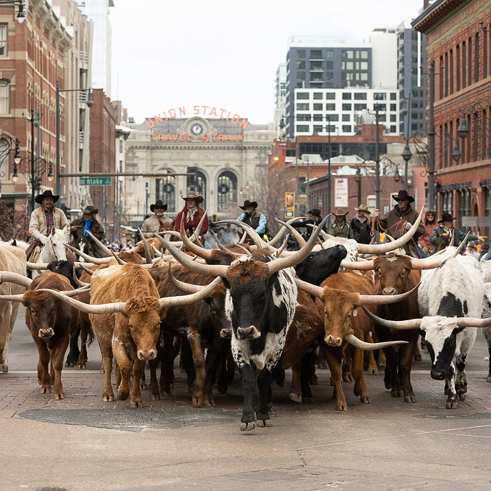 Cattle Walking Down Denver