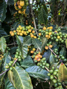 Arabica coffee beants