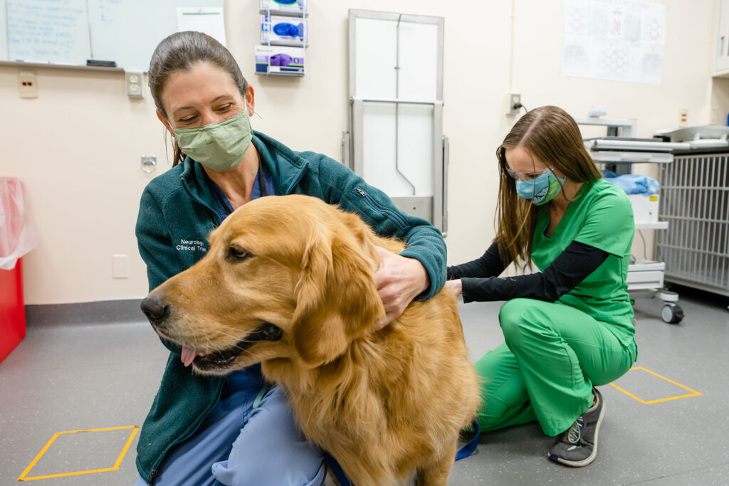 Dr. Stephanie McGrath, Associate Professor of Clinical Science and Breonna Kusick, Clinical Trials Coordinator work with Booster a Golden Retriever at the James L. Voss Veterinary Teaching Hospital, Colorado State University, January 19, 2021