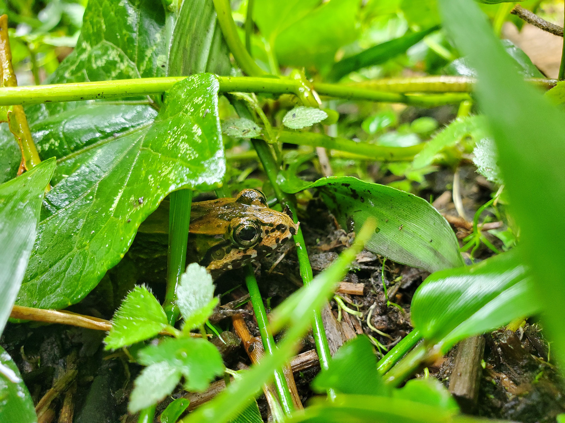 A frog sits among green foliage, partly hidden by leaf
