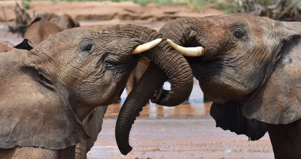 Two young elephants face each other with trunks intertwined.