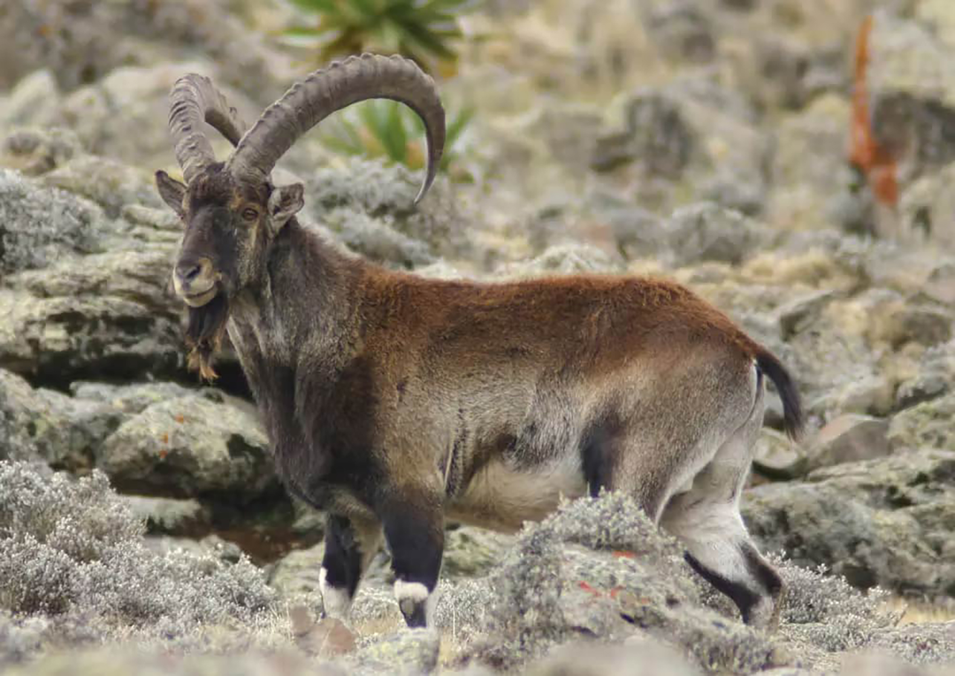 An ibex stands on rocky terrain.