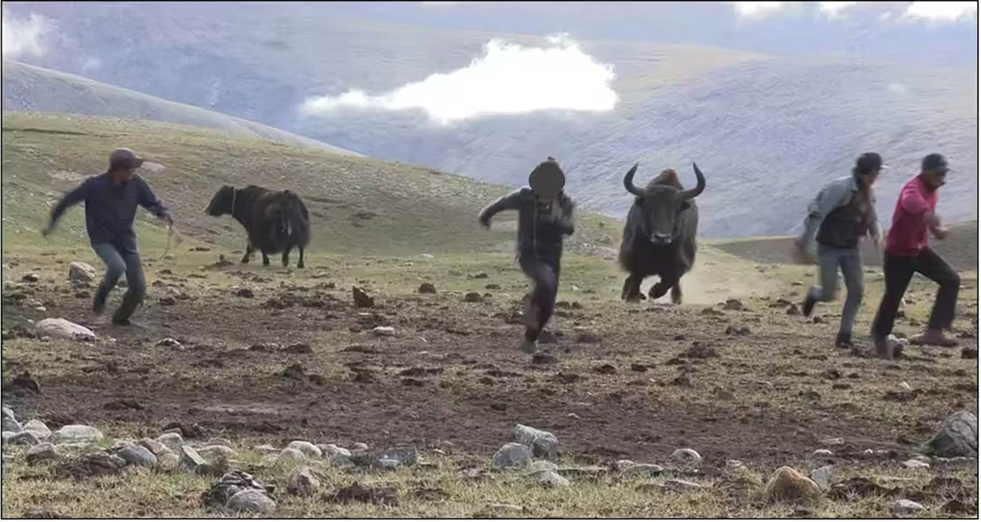 Herders run from charging wild yak in mountainous landscape.
